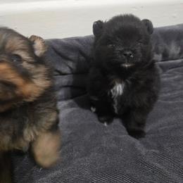 Cat Women - Black female Pomeranian puppy in Texas from Ruby's Poms