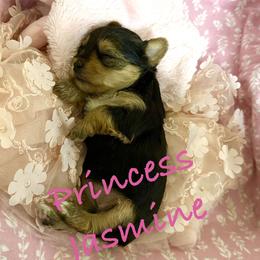 Primcess Jasmine - Black and gold female Yorkshire Terrier puppy in Fairview, West Virginia from Prims Puppies LLC