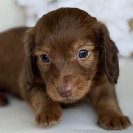 Bourbon - Red male Dachshund puppy in Bentonville, Arkansas from Boujee Buns Dachshunds