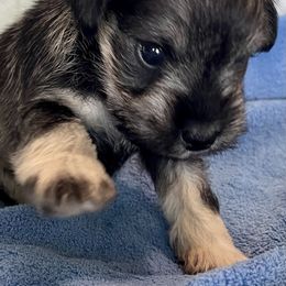 Cockapoo and Miniature Schnauzer Puppies from Maple’s Cockapoo's and Libby's Schnauzer Puppies