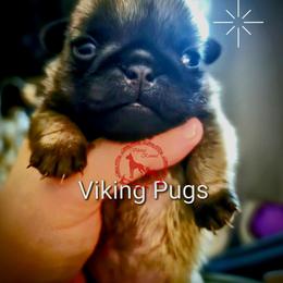 Girl 1 - Fawn female Pug puppy in Cheyenne, Wyoming from Viking Kennel