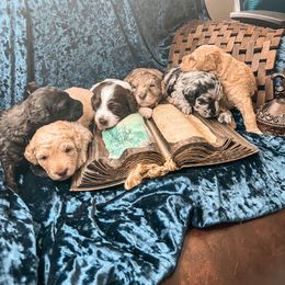 Goldendoodle Puppies from The Dood Effect