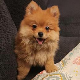 Purple - Red female Pomeranian puppy in Fort Worth, Texas from Ramos' Pommies