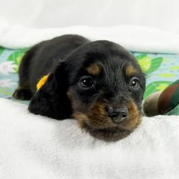 Twix - Black and tan male Dachshund puppy in Sacramento, California from MiniDoxPups