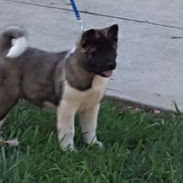 Akita Puppies from Magnolia Akitas