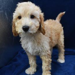 Arlo - Apricot male Goldendoodle puppy in Jasper, Indiana from Hilltop Pups LLC