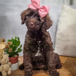 Holly - Chocolate female Double Doodle puppy in Cleveland, Tennessee from Edgewater Doodles & Designer Pups