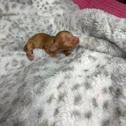 Chester - Cream male Dachshund puppy in Lake City, Florida from My Ditzy Doxies of Florida