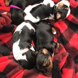 Yorkshire Terrier Puppies from Jackie Jenny’s Precious Yorkies