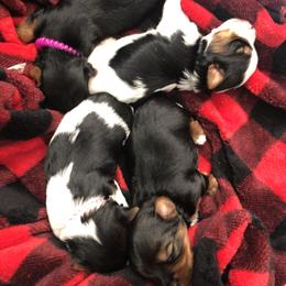 Yorkshire Terrier Puppies from Jackie Jenny’s Precious Yorkies