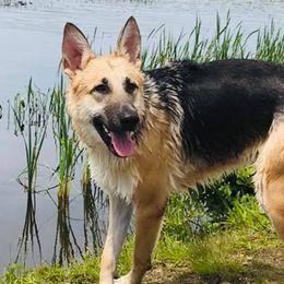 German Shepherds from Keeping Up with the Shepherds