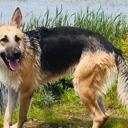 German Shepherds from Keeping Up with the Shepherds