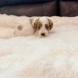 Jasper - Parti male Goldendoodle puppy in Anthem/Phoenix, Arizona from Ironwood Doodles