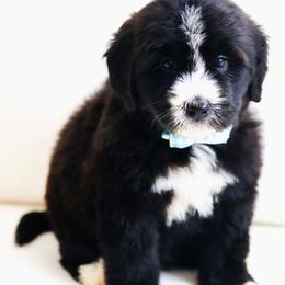 August - Black and white male Bernedoodle puppy in Diamond Bar, California from Furrytaildoodles