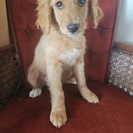 Lyra - Red  female Goldendoodle puppy in Tucson, Arizona from Ever After Doodles Arizona