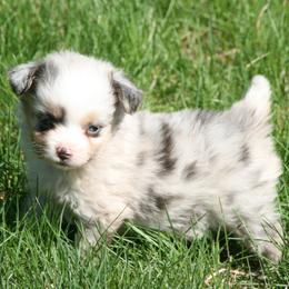 W48 - Blue merle female Miniature Australian Shepherd puppy in Fairview, South Dakota from Dakota Toy Aussies