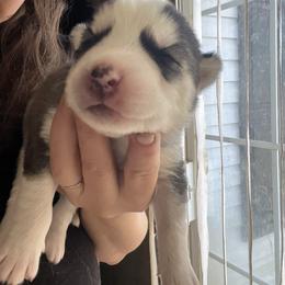 Delita - Black and white male Siberian Husky puppy in Bangs, Texas from Final Siberians