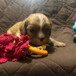 Lucy - Blenheim female Cavalier King Charles Spaniel puppy in Tahlequah, Oklahoma from Love Some Dogs Dachshunds & Cavalier King Charles Spaniels,Cavapoos
