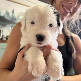 Rambler - Gray and white male Old English Sheepdog puppy in Bristol, Indiana from Ridgeruns OES