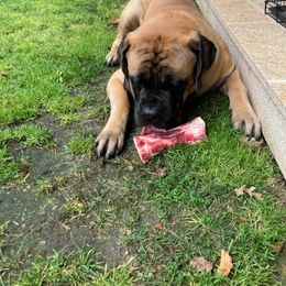 Mastiff All Grown Up from Temblor Mastiffs
