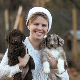 Aussiedoodle Puppies from Amos and Oak Doodles