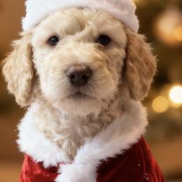 Mr Blue collar - White male Poodle puppy in Screven, Georgia from Dreamland Standard Poodles