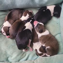 Basenji puppies from Sherwood Basenjis