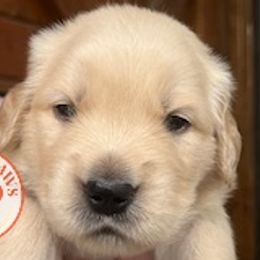 Kona - Light golden Golden Retriever puppy in Kansas City, Missouri from The Ohana Paws