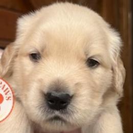 Kona - Light golden Golden Retriever puppy in Kansas City, Missouri from The Ohana Paws