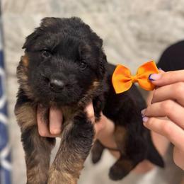 Irina - Black and red female German Shepherd puppy in Canton, Texas from WILDWOOD GERMAN SHEPHERDS
