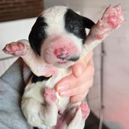 Girl 1 - Black and white female Bernedoodle puppy in Mckenzie, Tennessee from Small Town Doodles & Poodles