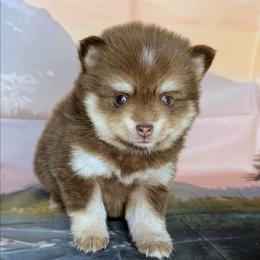 Caramel - 2000.00 - Chocolate female Pomsky puppy in Spring Hill, Florida from www.PuppyTimeEmporium.com