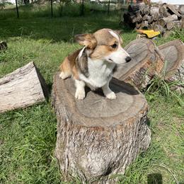 Cody - Pembroke Welsh Corgi
