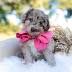 Ghost Scorpion - Red merle female Bordoodle puppy in Conway, Missouri from 2J 2K Bordoodles