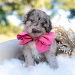 Ghost Scorpion - Red merle female Bordoodle puppy in Conway, Missouri from 2J 2K Bordoodles