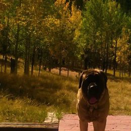 Mastiff All Grown Up from Eagle Clan Mastiffs