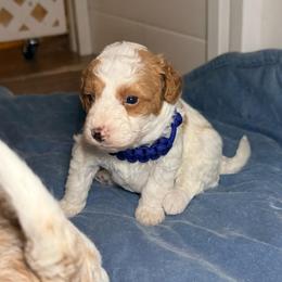 Boy 2 - Brown and white male Bernedoodle puppy in Cocoa, Florida from The Beach Doodles