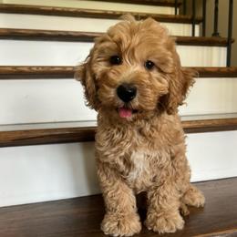 Midland - Apricot male Goldendoodle puppy in New Waverly, Texas from C.P. Puppy Buddies