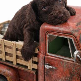 Red - Brown and white male Aussiedoodle puppy in Byron, Georgia from Southern Olive Doodles 🫒