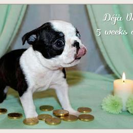 Girl 1-Deja Vu - Black and white female Boston Terrier puppy in North Central, Vermont from Windy Valley’s Bostons