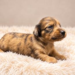 Eric - Brindle male Dachshund puppy in Greenup, Kentucky from Tygart Creek Dachshunds