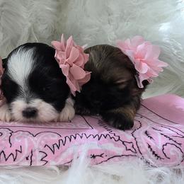 Shih Tzu Puppies from Shih Tzus of Gilbert