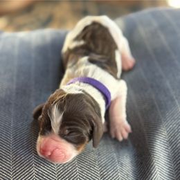 Hannah - Liver white and tan female English Springer Spaniel puppy in Hillsboro, Virginia from Hillsboro Springers