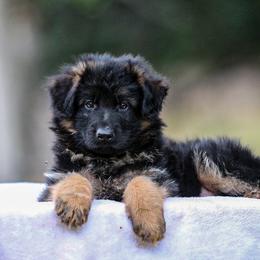 German Shepherd Puppies from Zwinger Vom Greifjäger