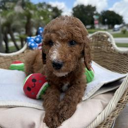 Boy 3 - Chocolate male Goldendoodle puppy in Clermont, Florida from Da Ruba Doodles