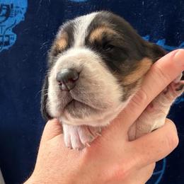 Girl 2 - Black brown and white female Basset Hound puppy in Kenansville, Florida from Fancy Hounds