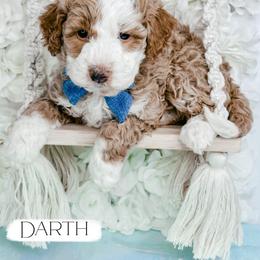 Darth - Yellow and white male Bernedoodle puppy in Otisville, Michigan from Danie’s Darling Doodles LLC
