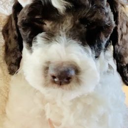 Goldendoodle Puppies from Sunrise Doodles