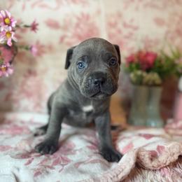 Pink collar - Gray female Cane Corso puppy in Opelousas, Louisiana from Azelees Cane Corso