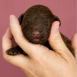 Maroon collar - Chocolate female Goldendoodle puppy in Christiana, Tennessee from Rechlicz Family Doodles